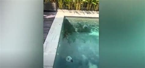 “Era como un dinosaurio de Jurassic Park”: Un influencer .